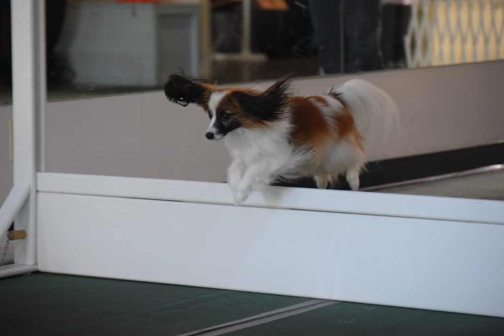 Performance Dogs LaRen Papillons