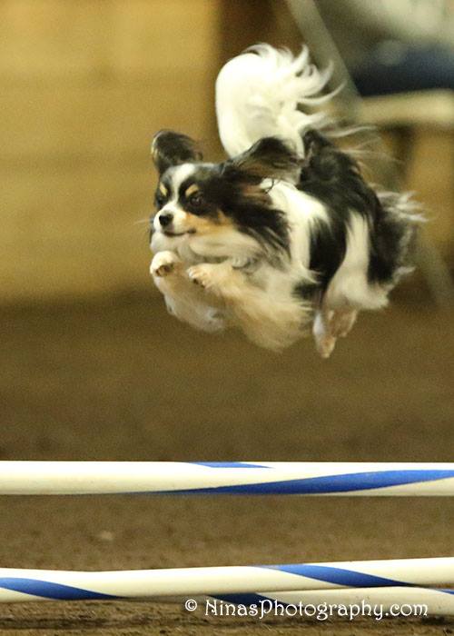 Performance Dogs LaRen Papillons